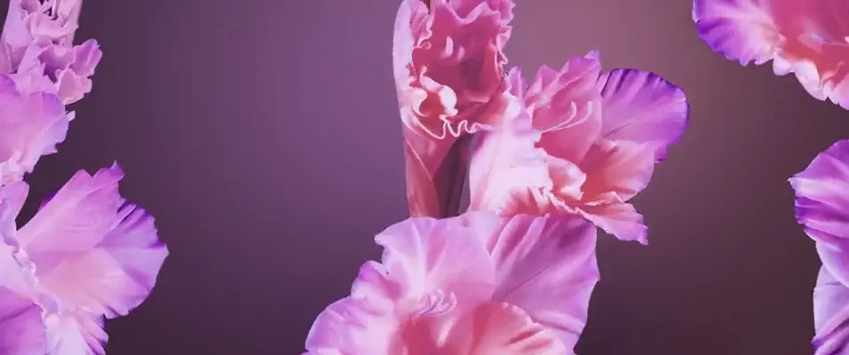 Floral Bloom